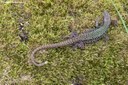 Podarcis muralis