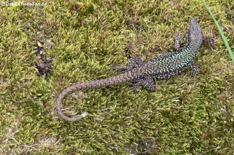 Podarcis muralis