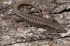 Mauereidechse (Podarcis muralis) im Opel-Zoo Kronberg