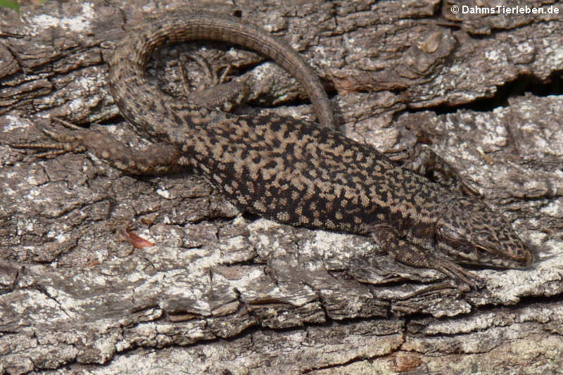 Podarcis muralis