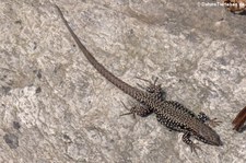 Mauereidechse (Podarcis muralis) im Opel-Zoo Kronberg