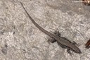 Podarcis muralis