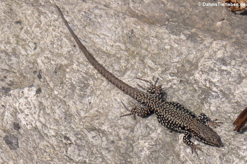 Podarcis muralis-2