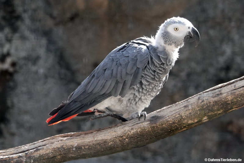 Psittacus erithacus
