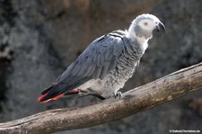 Psittacus erithacus-4