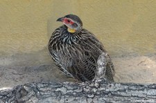 Pternistis leucoscepus-2