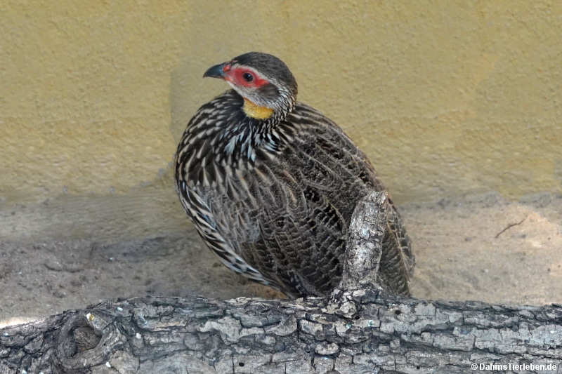 Pternistis leucoscepus