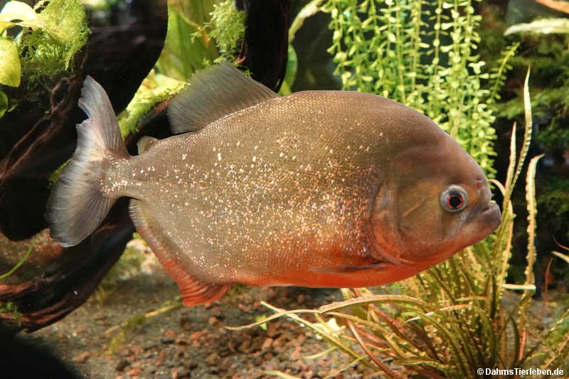 Pygocentrus nattereri