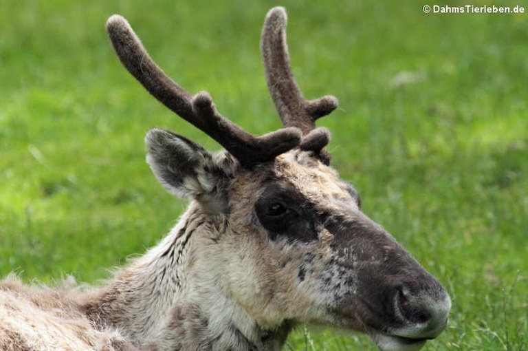 Rangifer tarandus fennicus