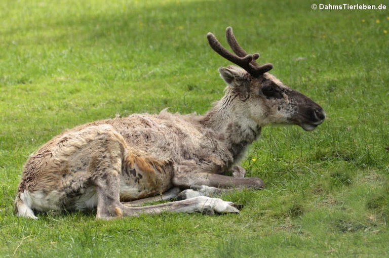 Rangifer tarandus fennicus