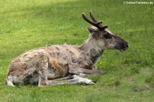 Waldren (Rangifer tarandus fennicus) im Opel-Zoo Kronberg