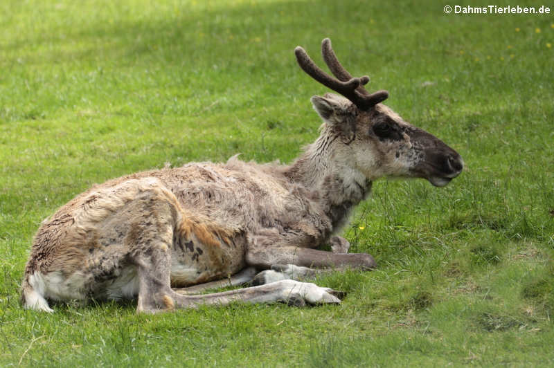 Rangifer tarandus fennicus (Europäisches Waldrentier)