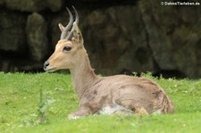 Bergriedbock (Redunca fulvorufula) im Opel-Zoo Kronberg