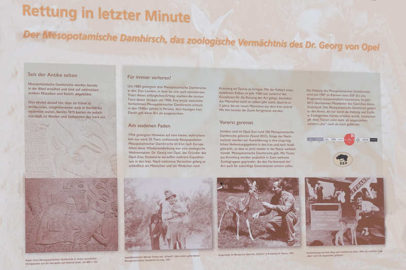 Rettung der Mesopotamischen Damhirsche