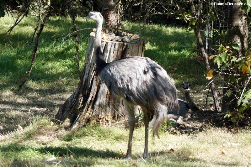 Rhea americana