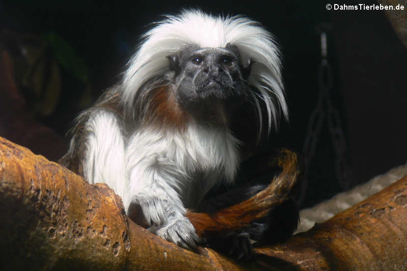 Saguinus oedipus (Lisztaffe)