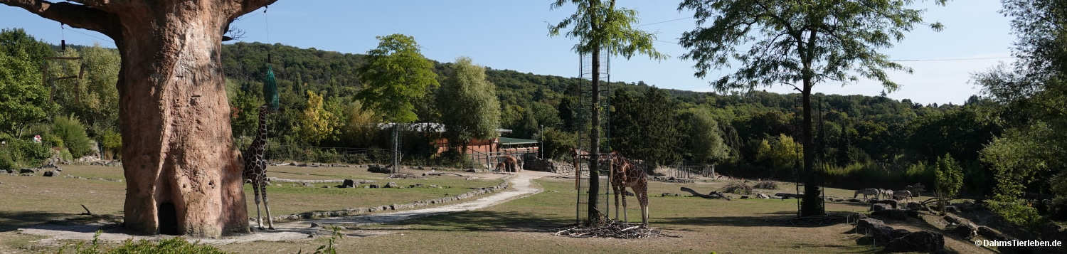 Savanne im Opel-Zoo