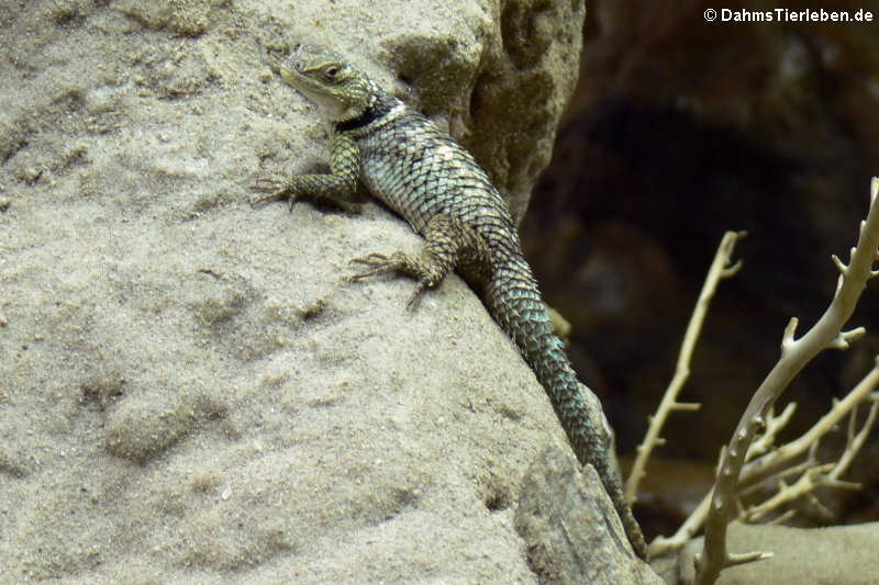 Sceloporus cyanogensis