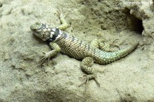 Blauer Stachelleguan (Sceloporus cyanogenys) im Opelzoo Kronberg