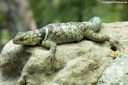 Sceloporus cyanogensis