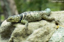 Blauer Stachelleguan (Sceloporus cyanogenys) im Opelzoo Kronberg