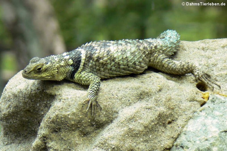 Sceloporus cyanogensis