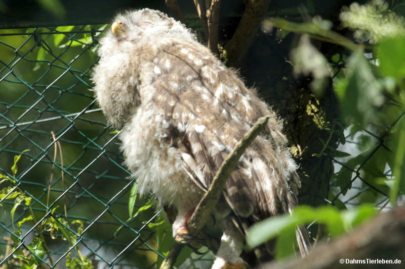 Strix uralensis