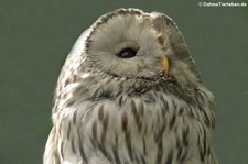 Habichtskauz oder Uralkauz (Strix uralensis) im Opelzoo Kronberg