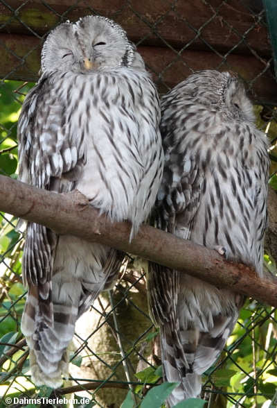 Strix uralensis