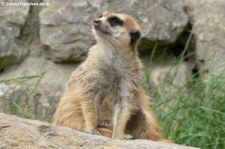 Erdmännchen (Suricata suricatta) im Opel-Zoo Kronberg