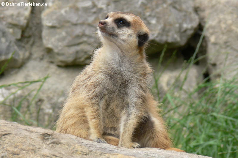 Erdmännchen (Suricata suricatta)