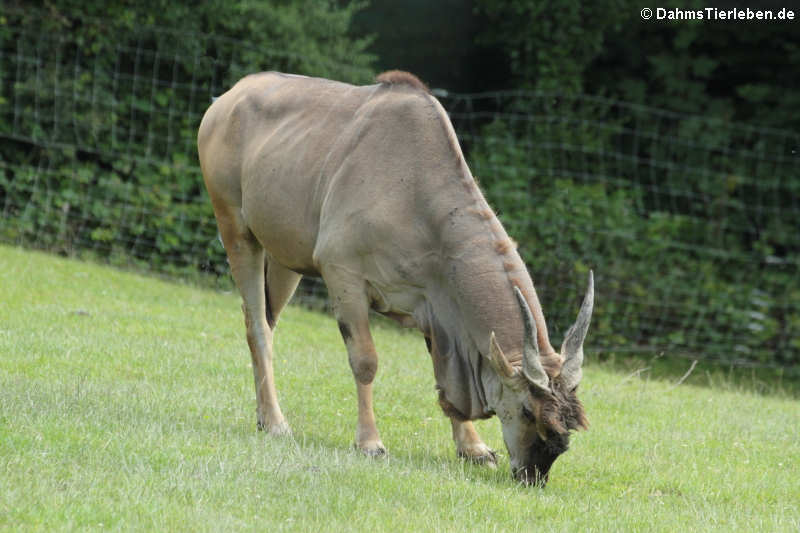 Elenantilope (Tragelaphus oryx)
