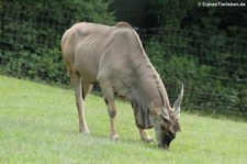 Elenantilopen (Taurotragus oryx) im Opel-Zoo Kronberg