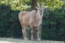 Tragelaphus oryx