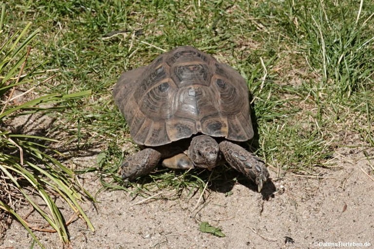 Testudo graeca