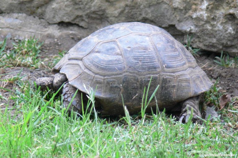 Testudo graeca