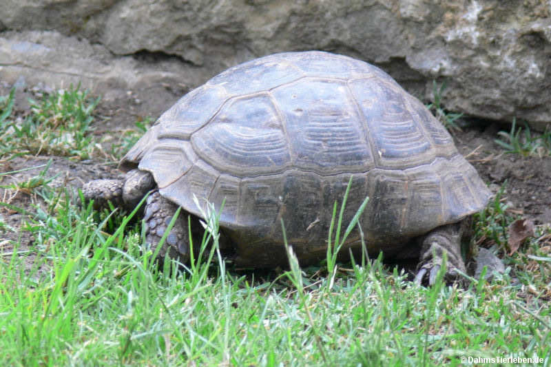 Testudo graeca-1
