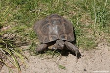 Testudo graeca-1