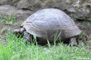Testudo graeca