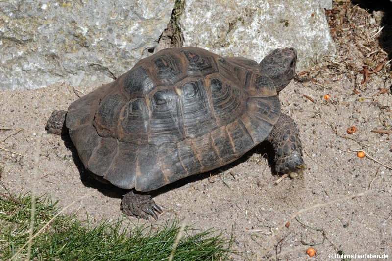 Testudo marginata