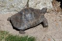 Testudo marginata