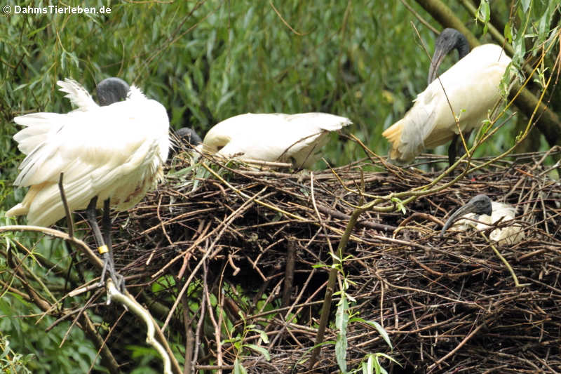 Schwarzkopf-Ibis (Threskiornis melanocephalus)