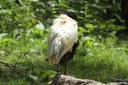 Threskiornis melanocephalus