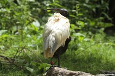 Threskiornis melanocephalus-2