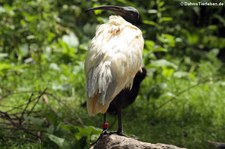 Schwarzkopfibis (Threskiornis melanocephalus) im Opel-Zoo Kronberg