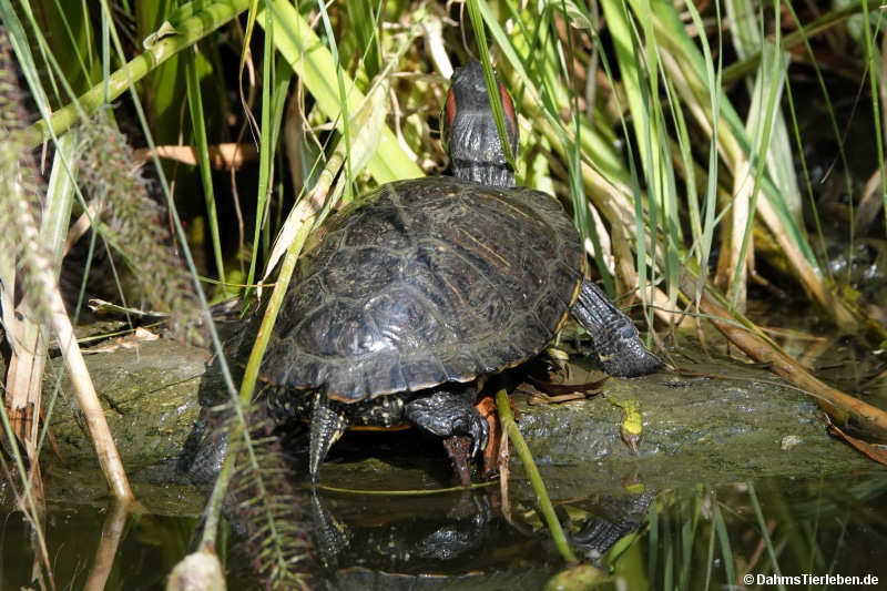 Trachemys scripta elegans