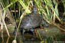 Trachemys scripta elegans