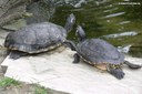 Trachemys scripta troostii