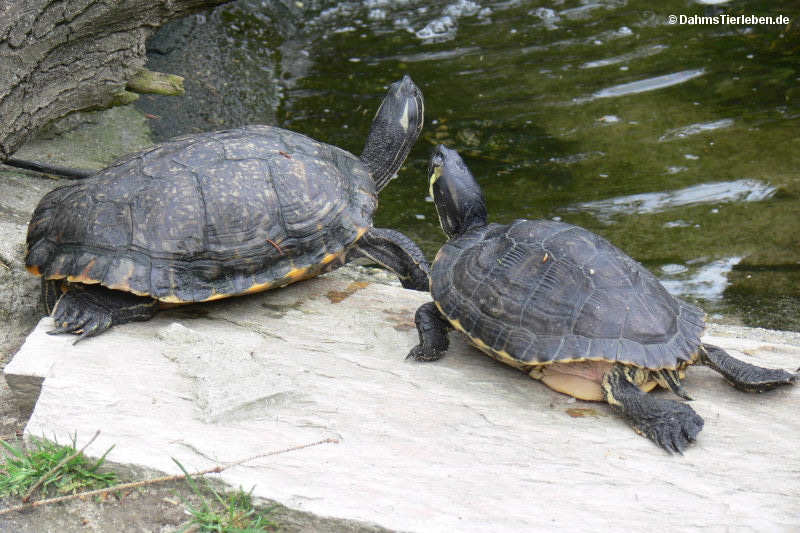Cumberland-Schmuckschildkröten Trachemys scripta troostii-2