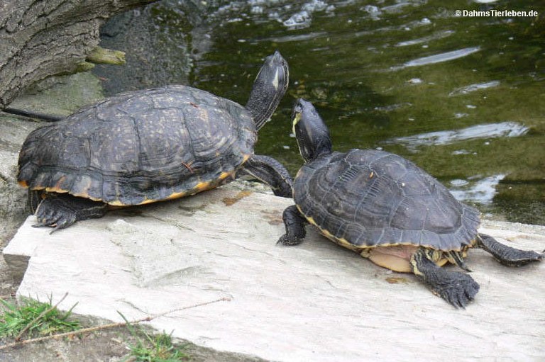 Trachemys scripta troostii